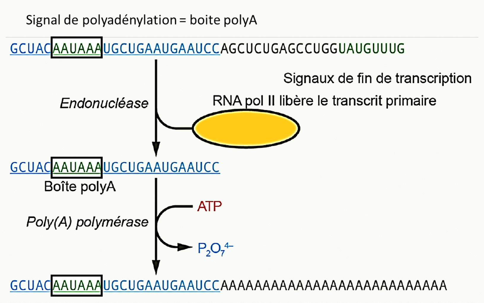 Formation de la queue poly-A en 3' : reconnaissance du signal AAUAAA, coupure par l'endonucléase puis action de la poly-A polymérase