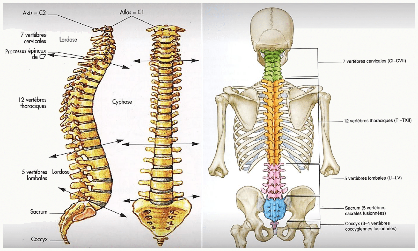 Rachis complet avec ses étages cervical, thoracique, lombal, sacré et coccygien