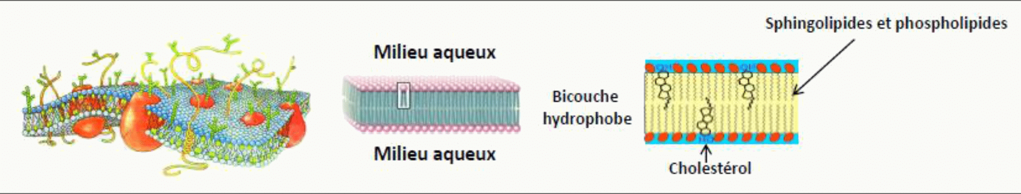 Radeaux lipidiques enrichis en cholestérol et en sphingolipides au sein de la membrane