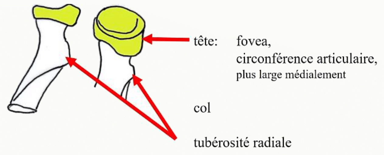 Extrémité proximale du radius : tête, fovéa, circonférence articulaire, col et tubérosité radiale