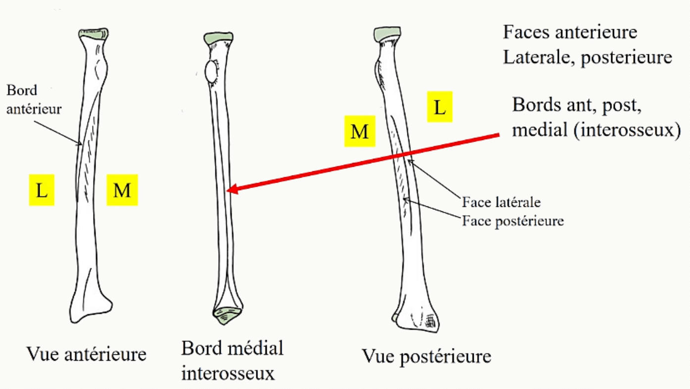 Radius en vues antérieure, médiale et postérieure, avec ses bords et ses faces