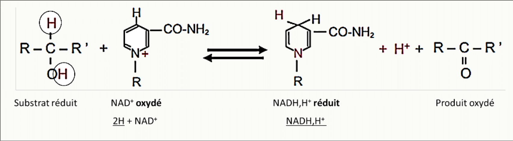 Réduction du NAD+ en NADH par transfert d'un hydrure depuis le substrat