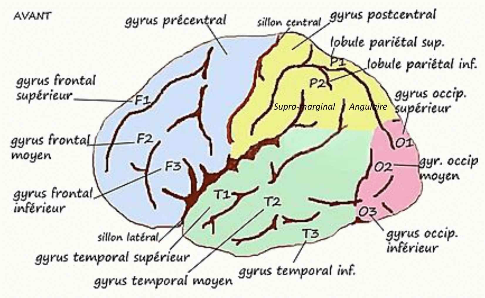 Récapitulatif de tous les sillons et gyrus visibles sur la face latérale de l'hémisphère