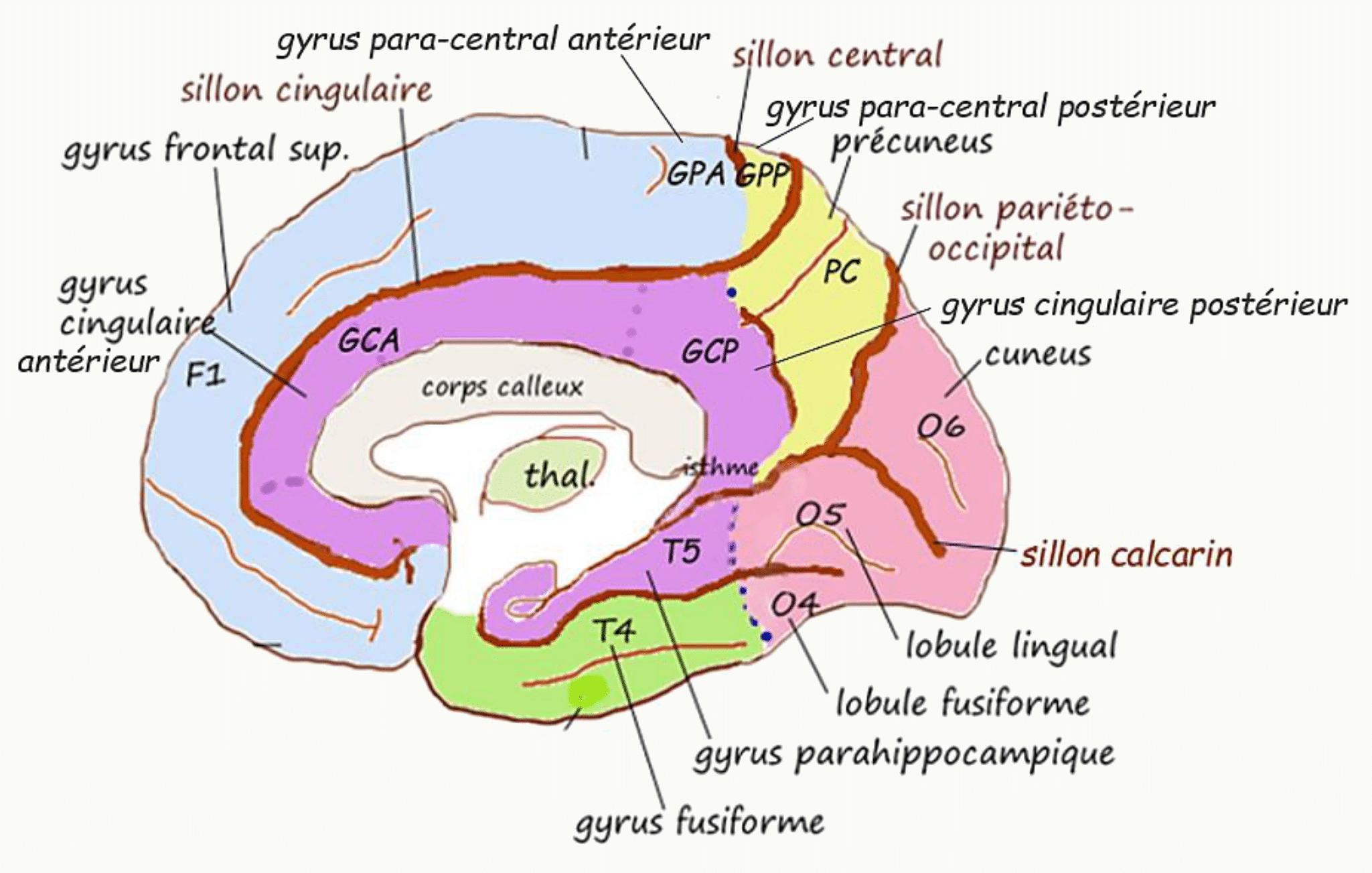 Récapitulatif des gyrus et sillons de la face médiale de l'hémisphère
