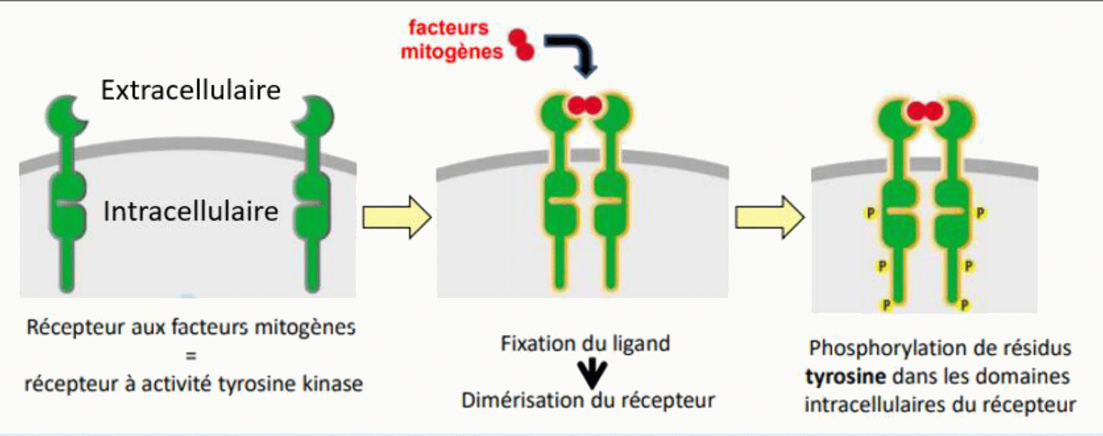 Récepteur aux facteurs mitogènes à activité tyrosine kinase et dimérisation après fixation du ligand