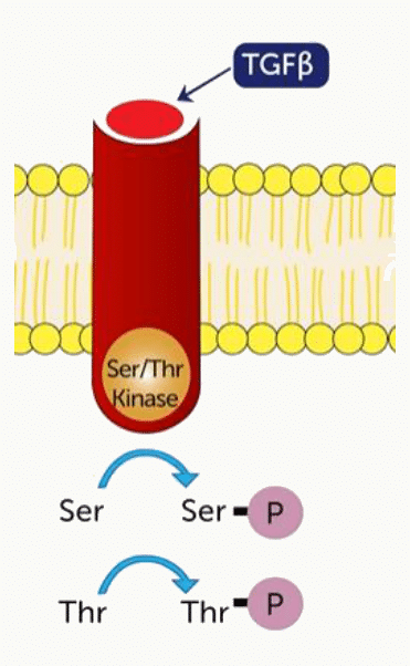 Récepteur du TGF-bêta à activité sérine-thréonine kinase et phosphorylation de ses cibles
