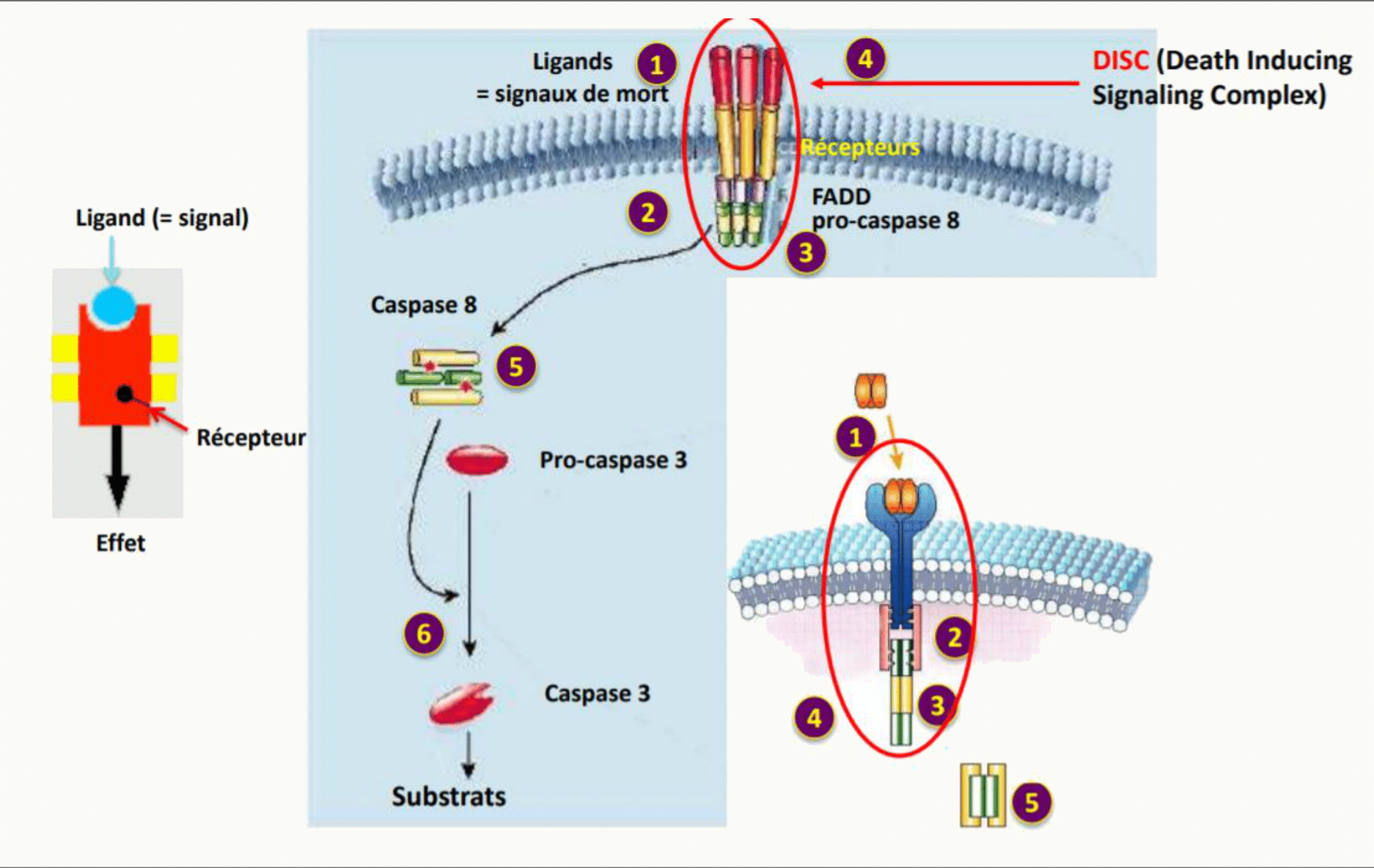 Récepteurs de mort et assemblage du complexe DISC activant la pro-caspase 8