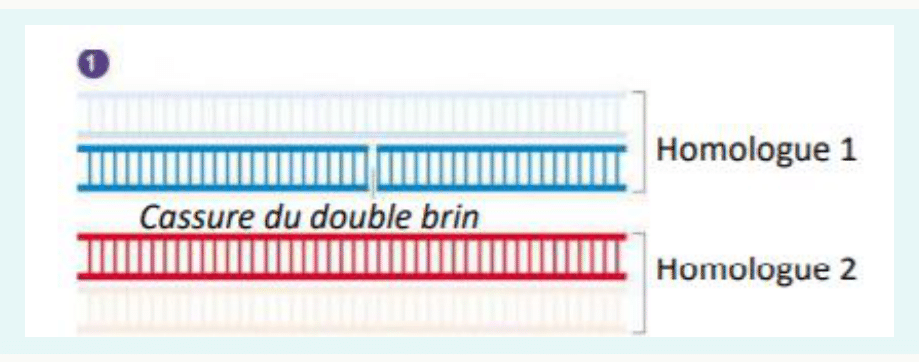 Cassure double brin initiant la recombinaison entre chromosomes homologues
