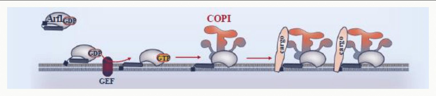 Recrutement du manteau COPII à la membrane du réticulum sous l'action du GEF