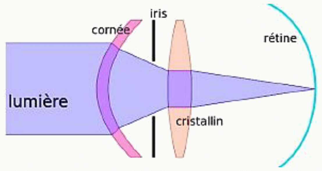 Réfraction de la lumière par la cornée et le cristallin et formation de l'image sur la rétine