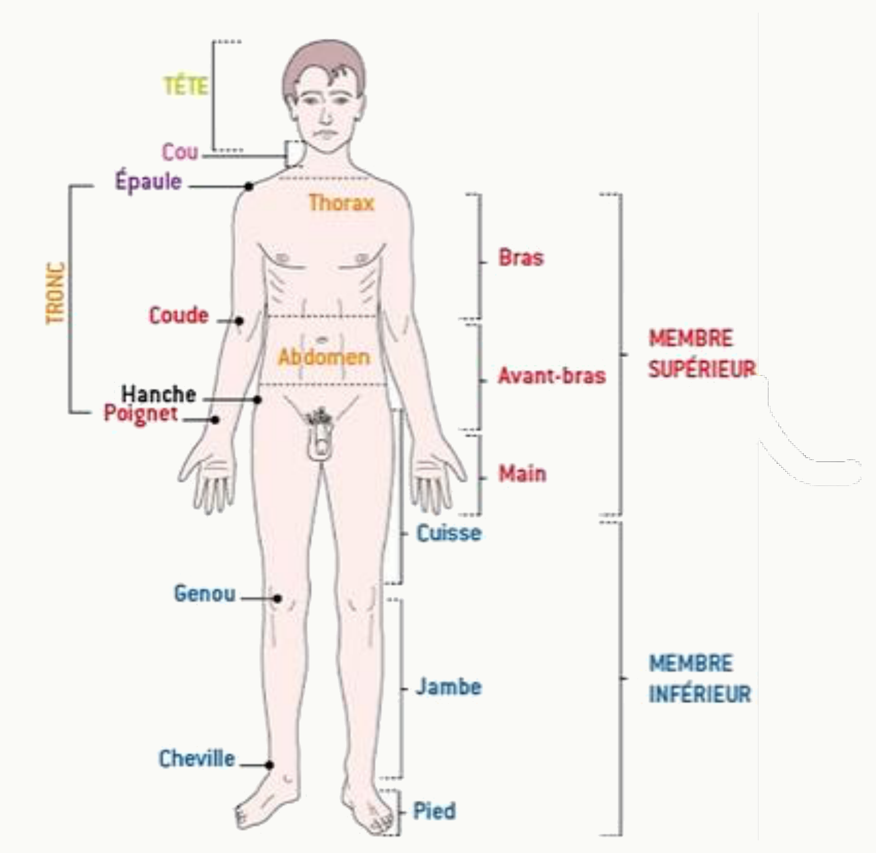 Régions du corps : tête, cou, thorax, abdomen, membre supérieur et membre inférieur avec leurs segments