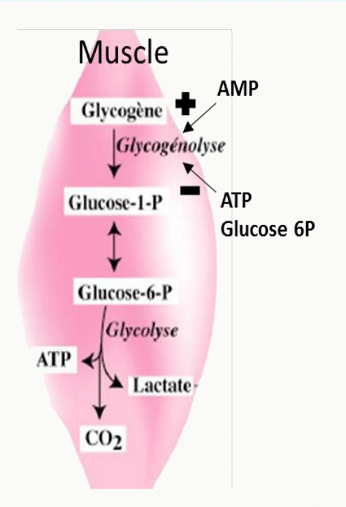 Régulation de la glycogénolyse musculaire par l'AMP activateur et l'ATP et le glucose-6-phosphate inhibiteurs
