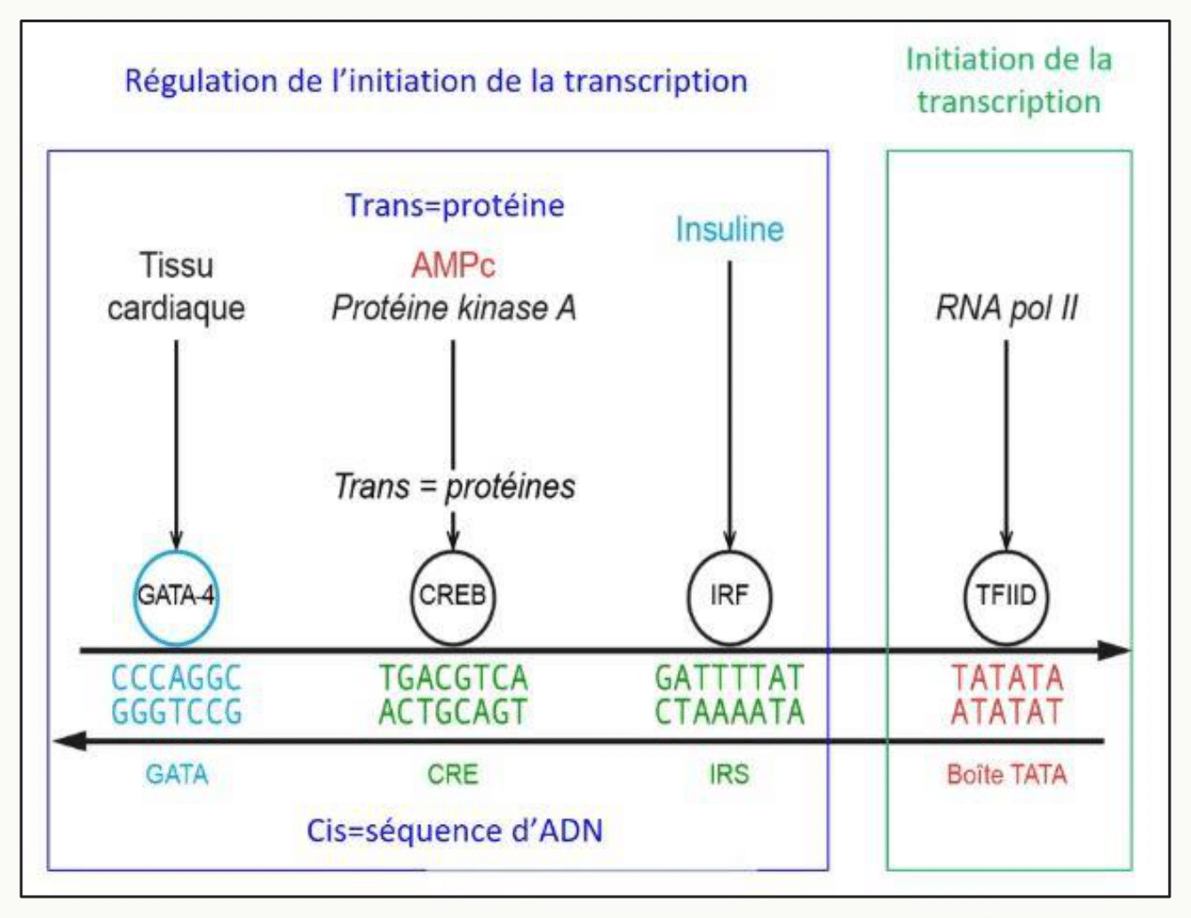 Régulation de l'initiation de la transcription par les facteurs cis et trans, exemples des séquences GATA et CRE