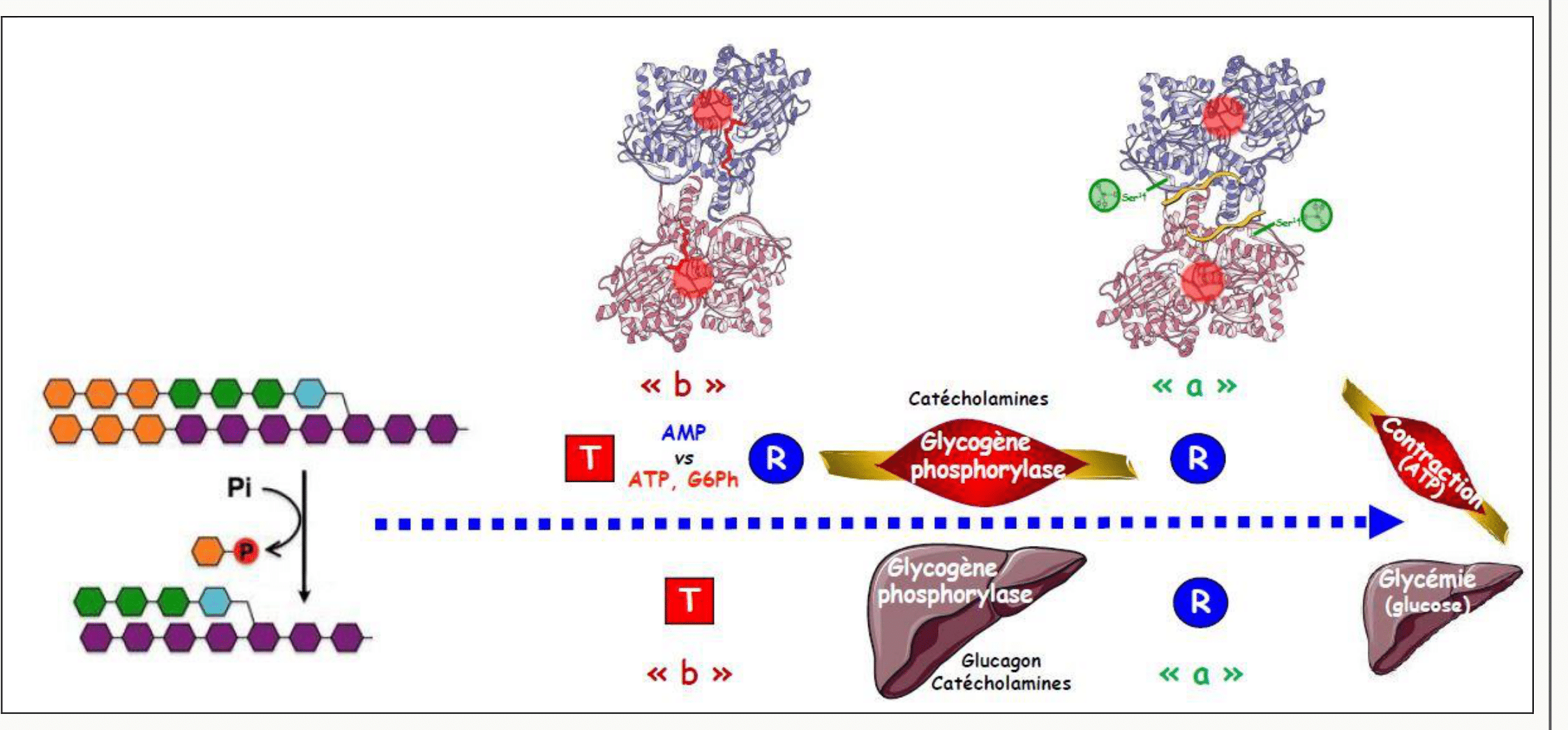 Régulation intégrée de la glycogène phosphorylase combinant contrôle allostérique et modification covalente