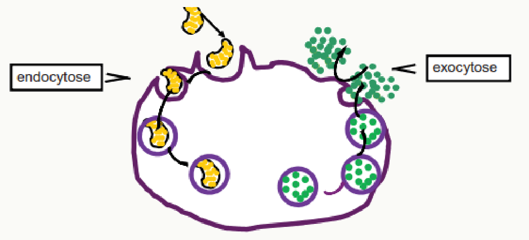 Renouvellement de la membrane plasmique par endocytose et exocytose de vésicules