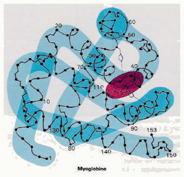 Repliement de la chaîne de myoglobine et poche hydrophobe accueillant l'hème