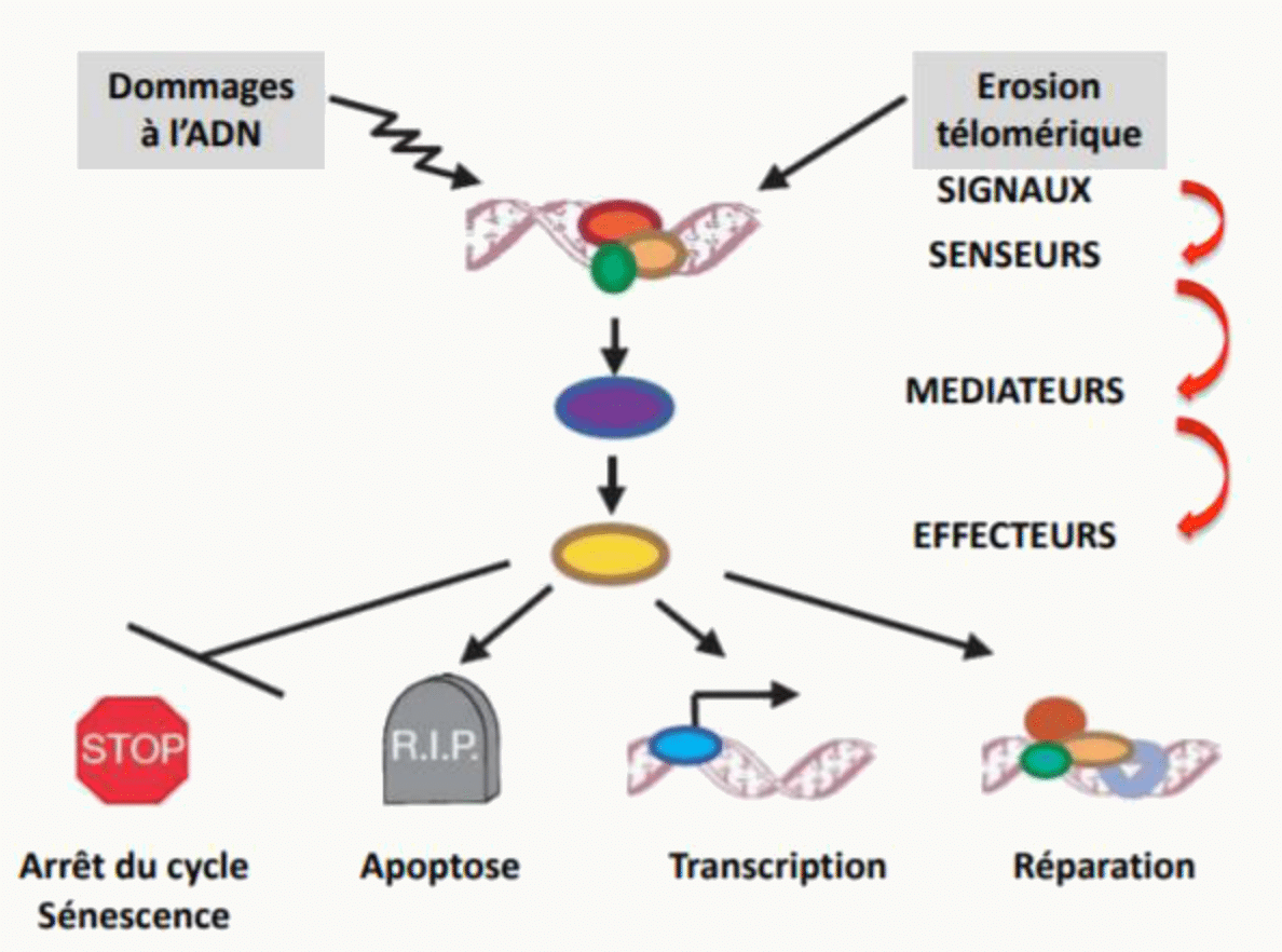 Réponse aux dommages de l'ADN : senseurs, médiateurs puis effecteurs menant à l'arrêt du cycle, l'apoptose ou la réparation