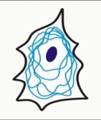 Réseau de filaments intermédiaires parcourant la cellule du noyau à la membrane