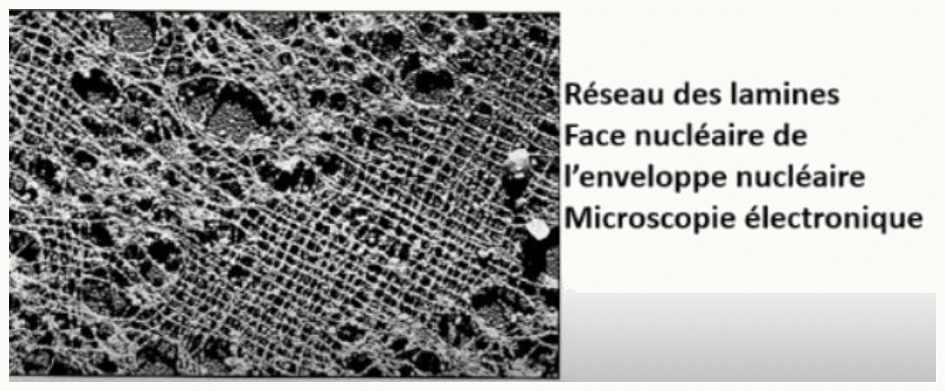 Réseau régulier de lamines sur la face nucléaire de l'enveloppe, au microscope électronique