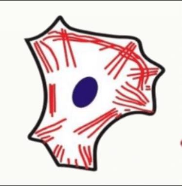 Réseau de microfilaments d'actine réparti dans la cellule, dense sous la membrane