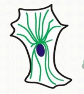 Réseau de microtubules rayonnant depuis le centrosome vers la périphérie de la cellule