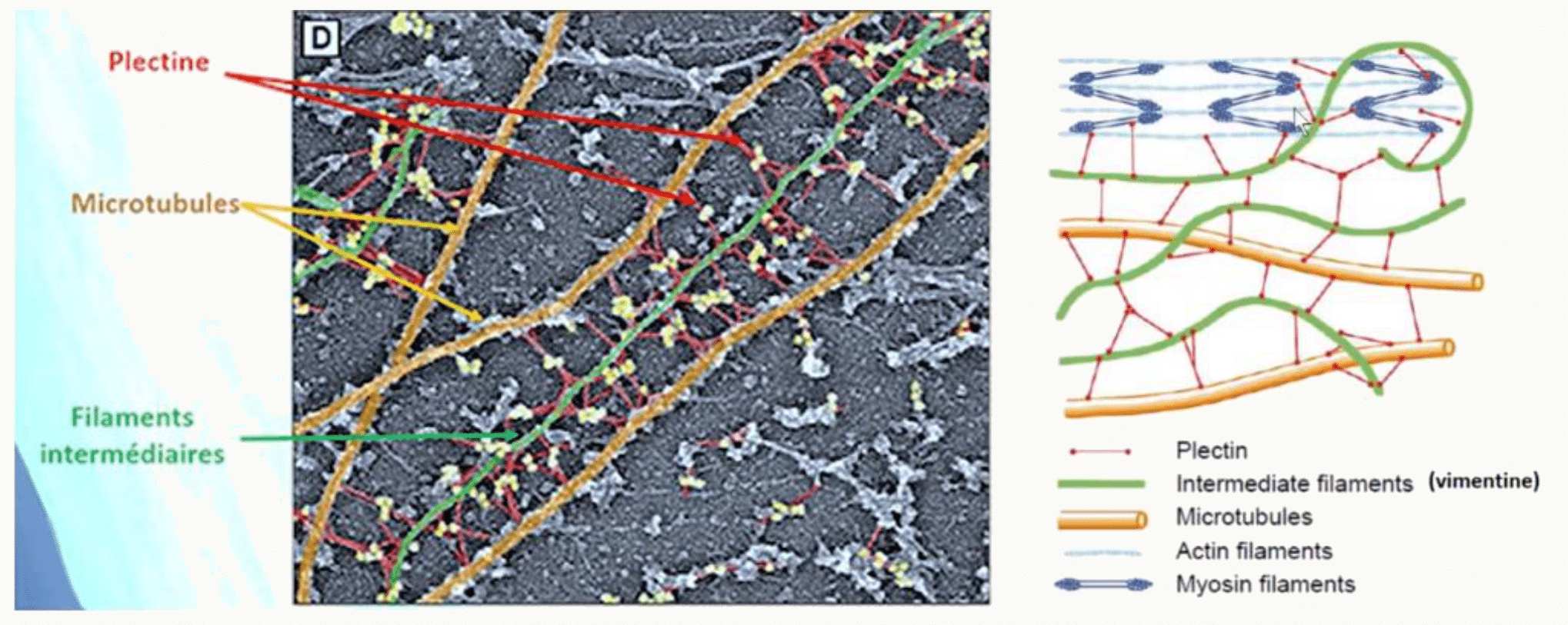 Réseaux du cytosquelette révélés par immunofluorescence et schémas correspondants