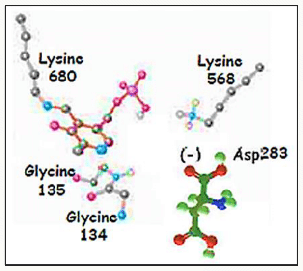 Résidus lysine, glycine et aspartate formant le site allostérique de la glycogène phosphorylase