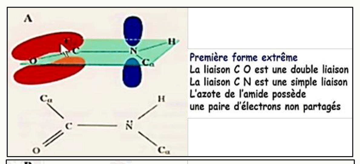 Résonance de la liaison peptidique donnant à la liaison C-N un caractère partiel de double liaison