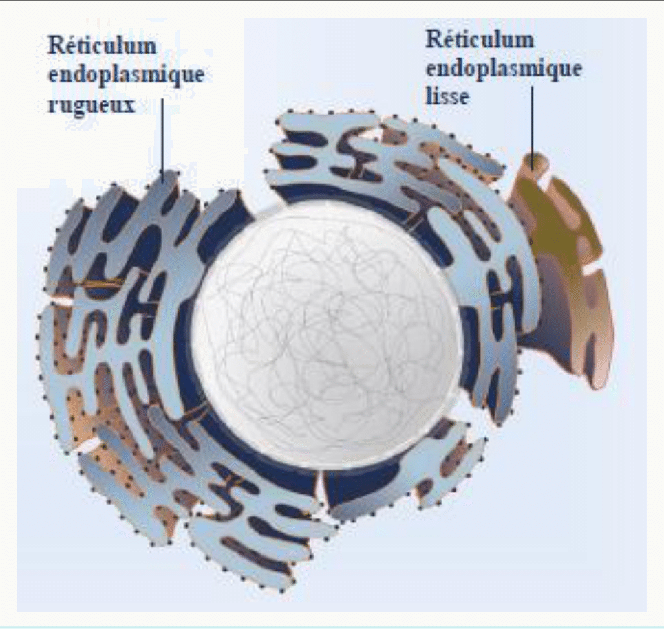 Réticulum endoplasmique rugueux couvert de ribosomes et réticulum lisse