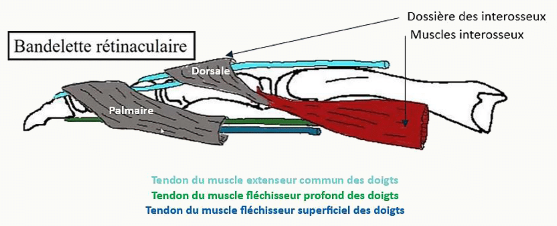 Rétinaculum des extenseurs et coulisses des tendons dorsaux du poignet
