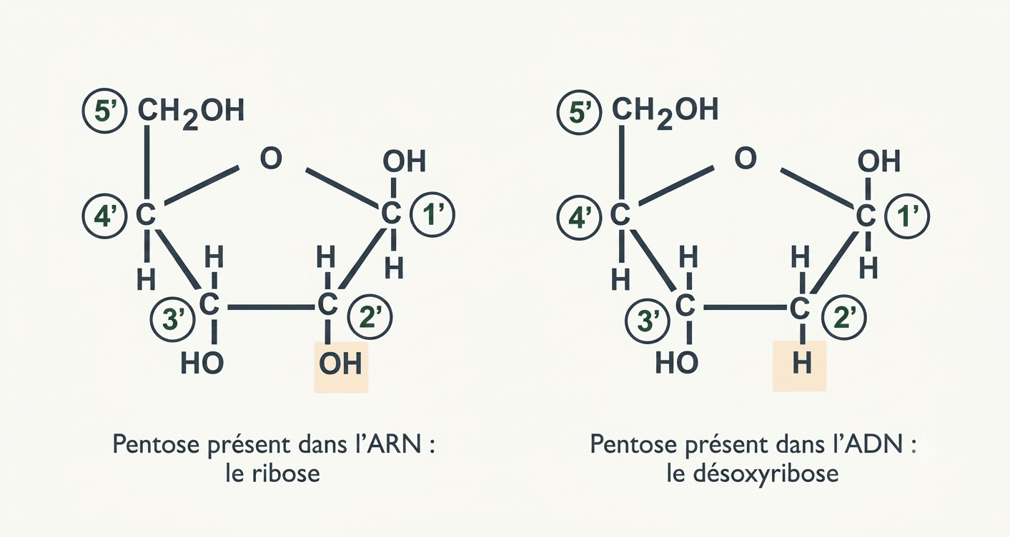Comparaison du ribose (OH en 2', ARN) et du désoxyribose (H en 2', ADN)