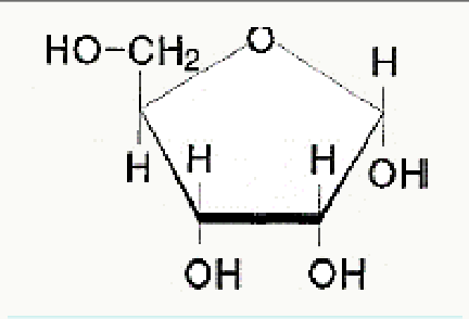 Ribose sous sa forme cyclique furanose