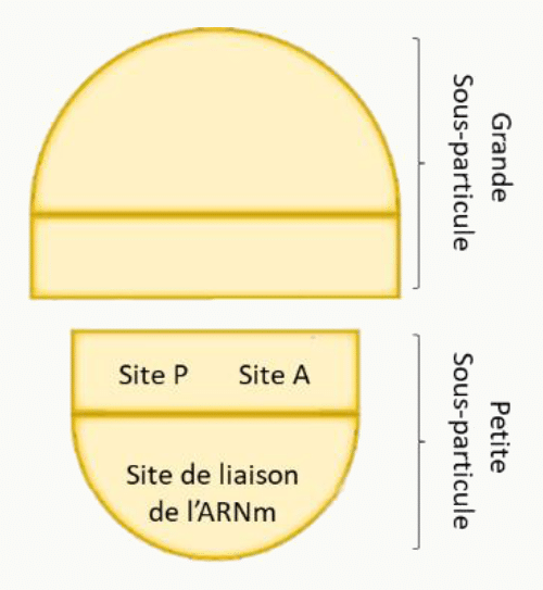 Ribosome avec sa grande et sa petite sous-particule, ses sites P et A et son site de liaison à l'ARNm