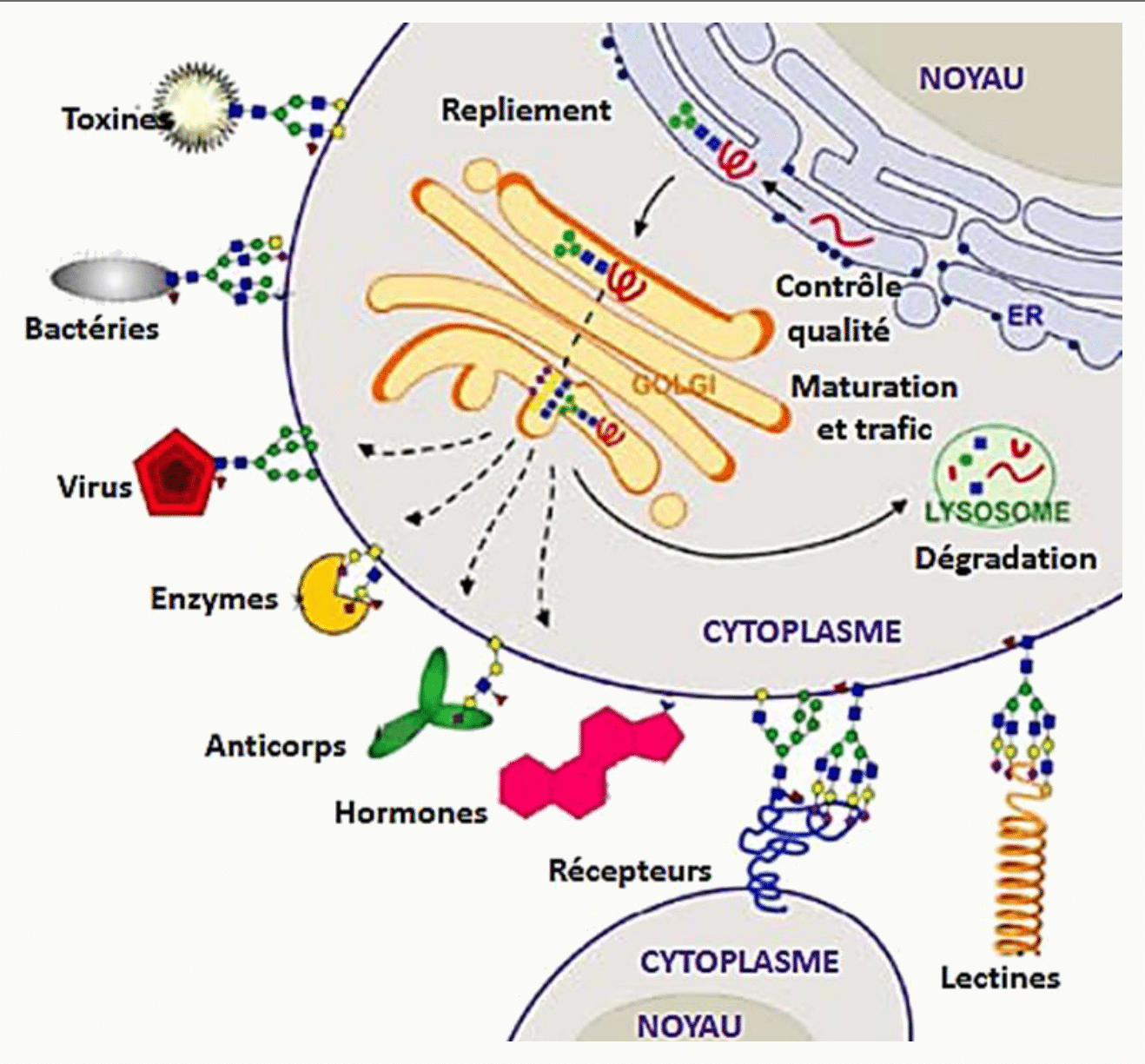 Rôles des sucres de surface : repliement, contrôle qualité, trafic intracellulaire et reconnaissance par les lectines