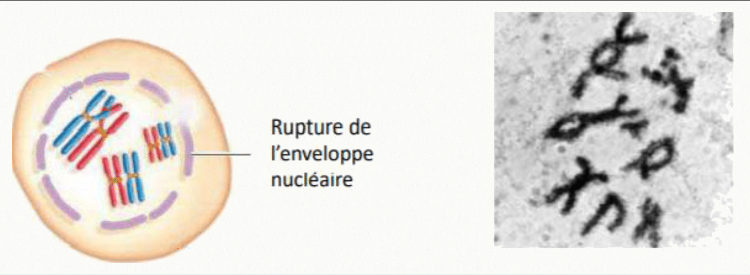 Rupture de l'enveloppe nucléaire en fin de prophase I