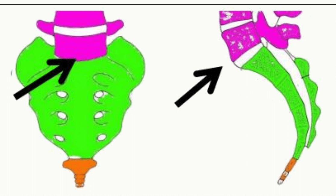 Sacrum et coccyx en place à la partie postérieure du bassin