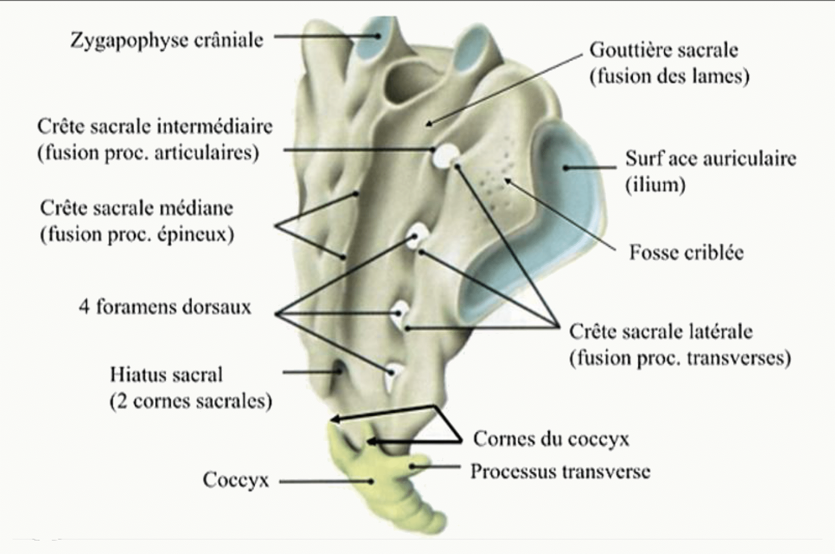 Sacrum vu par sa face dorsale avec ses crêtes sacrales médiane, intermédiaire et latérale