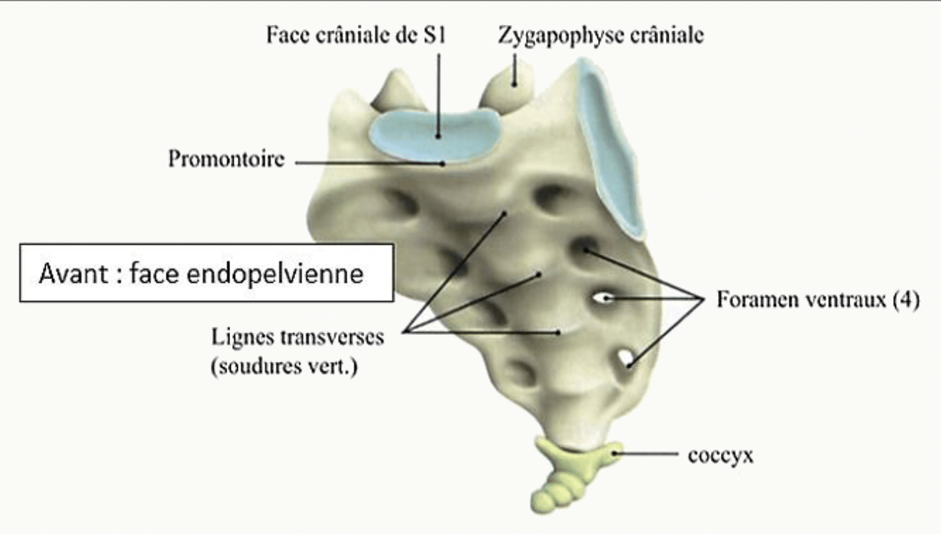 Sacrum vu par sa face endopelvienne, avec le promontoire et les foramens ventraux