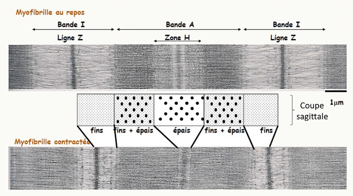 Sarcomère au repos et contracté : bandes I et A, zone H et lignes Z