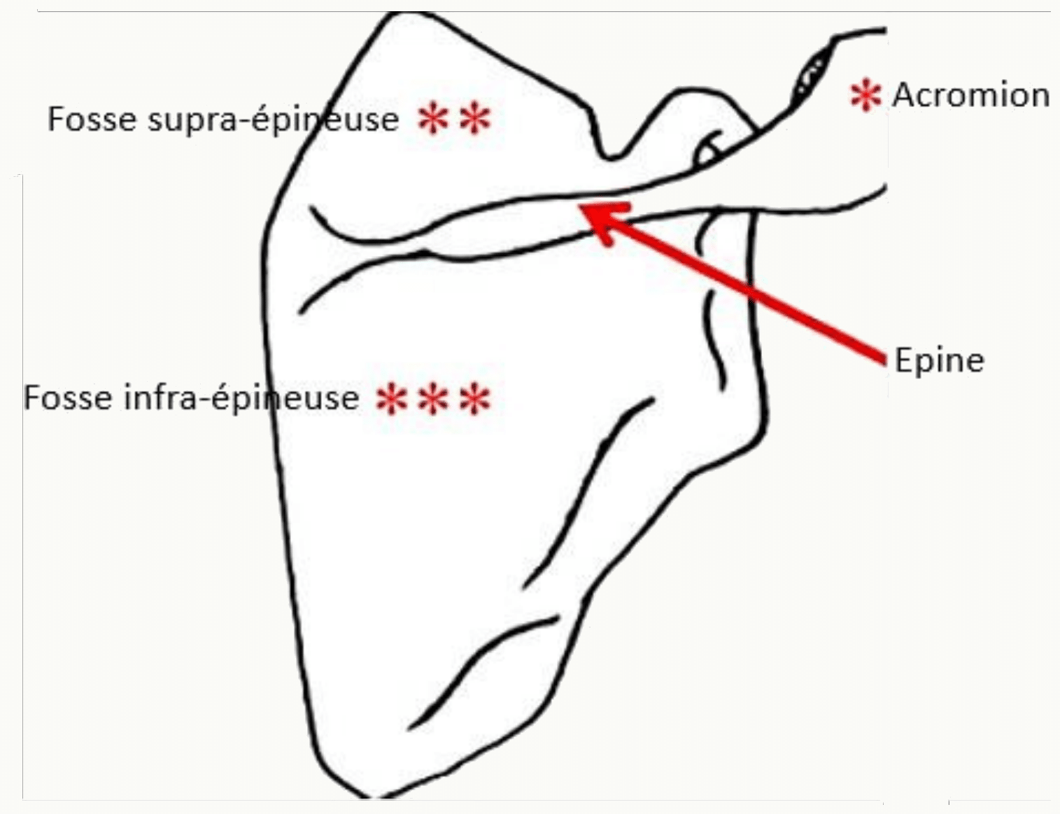Face postérieure de la scapula, son épine et ses fosses supra-épineuse et infra-épineuse