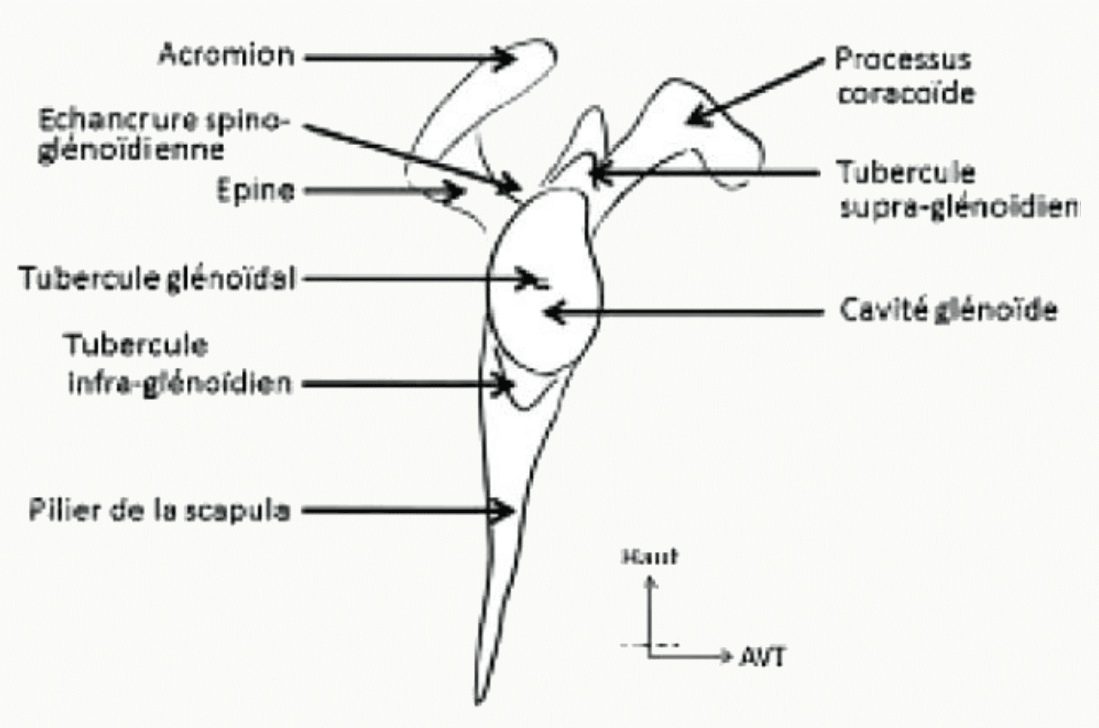 Scapula vue de profil : processus coracoïde, acromion, cavité glénoïdale et tubercules supra et infra-glénoïdaux