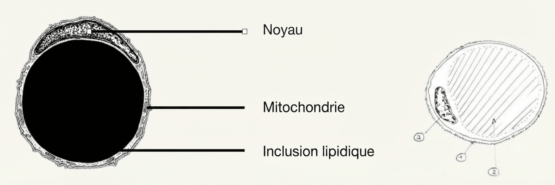 Schéma d'un adipocyte blanc avec sa vacuole lipidique unique et son noyau périphérique