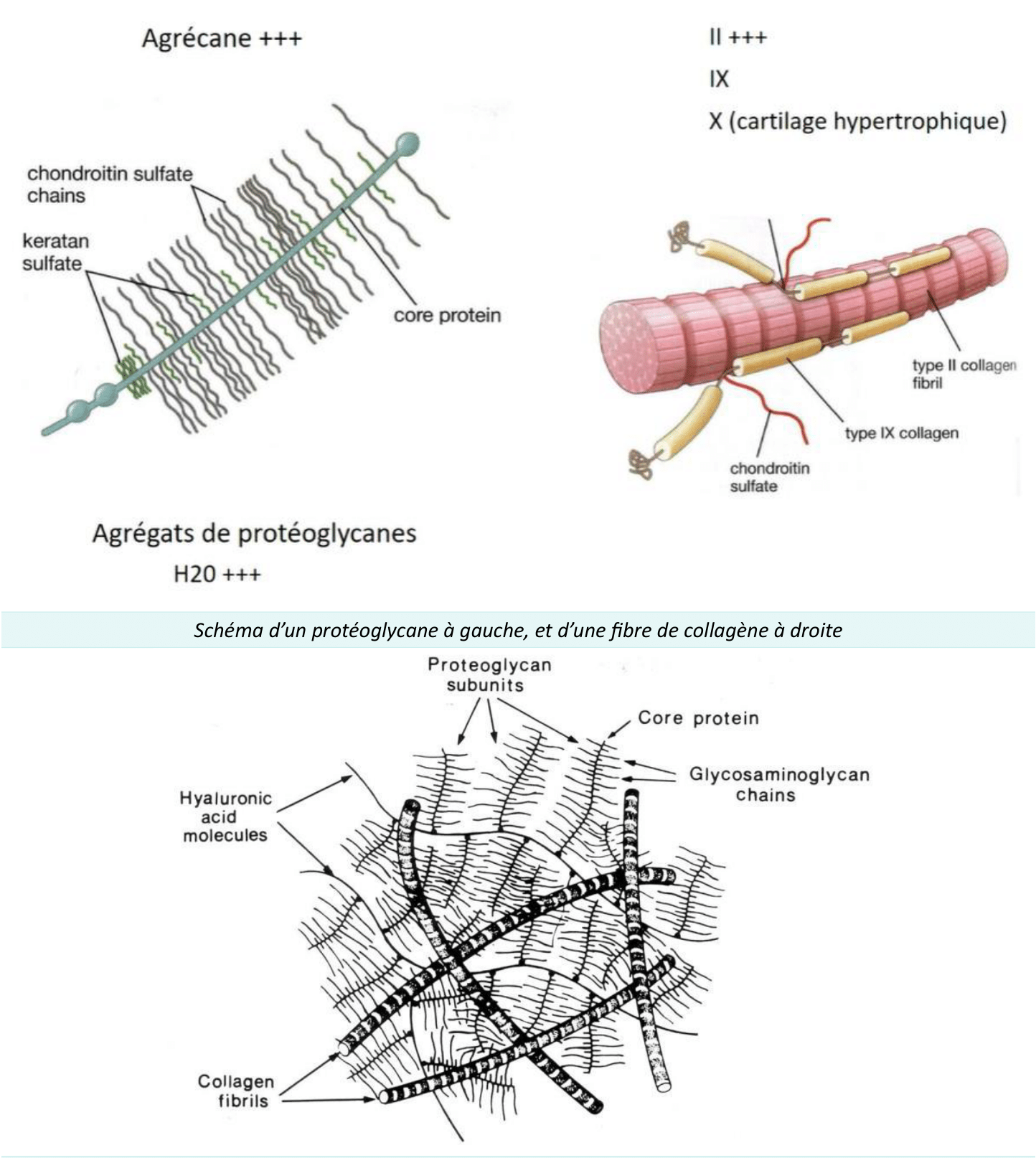 Agrécane et agrégats de protéoglycanes du cartilage, liés à l'acide hyaluronique et au collagène