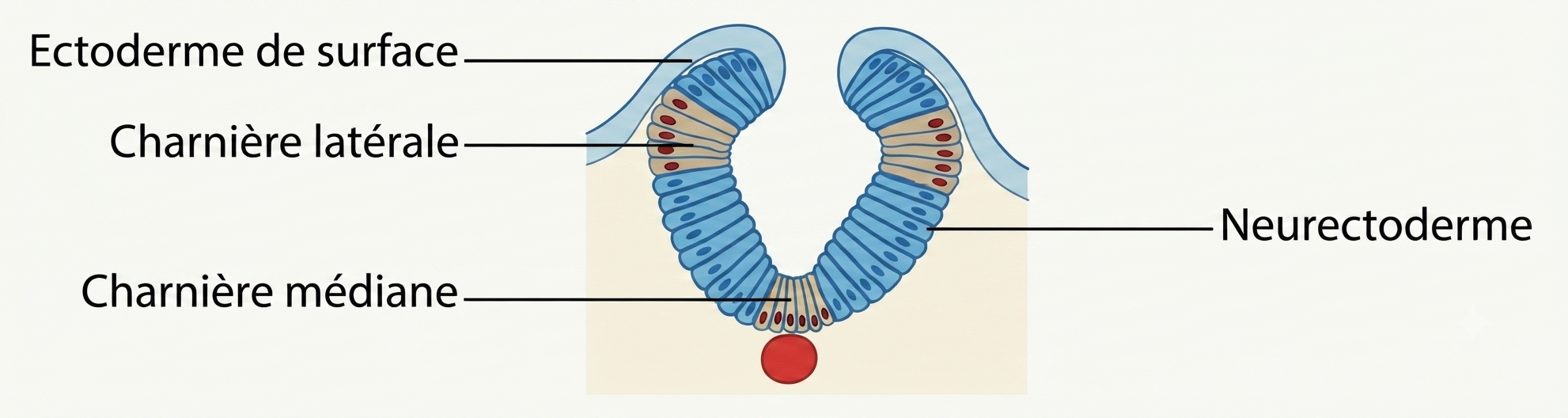 Courbure de la plaque neurale par les charnières médiane et latérales aboutissant à la fermeture du tube neural