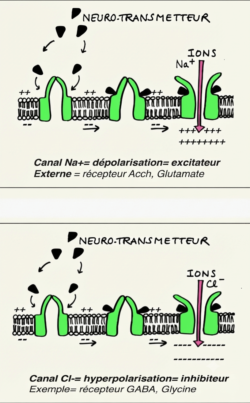 Récepteurs-canaux excitateurs (Na⁺) et inhibiteurs (Cl⁻) de la membrane postsynaptique