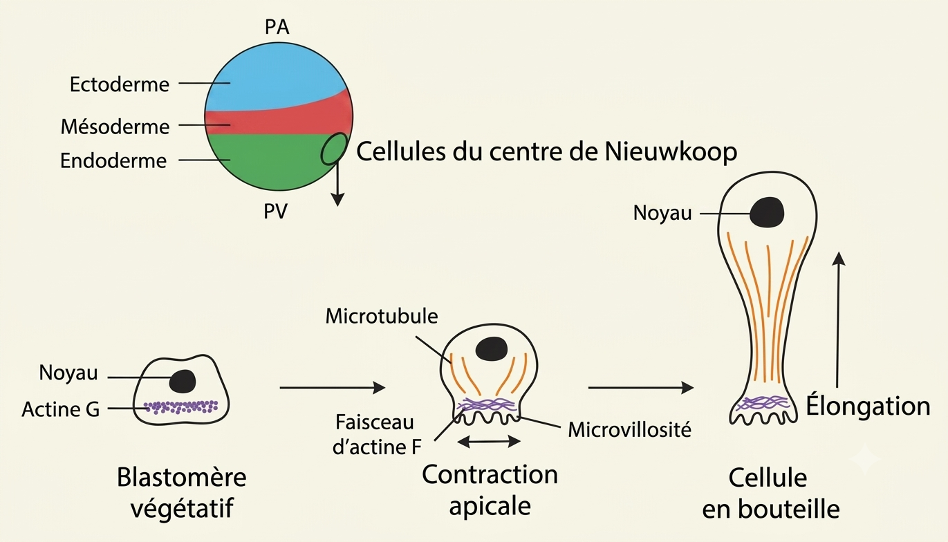 Formation d'une cellule en bouteille par contraction apicale de l'actine et élongation des microtubules, créant l'encoche du blastopore