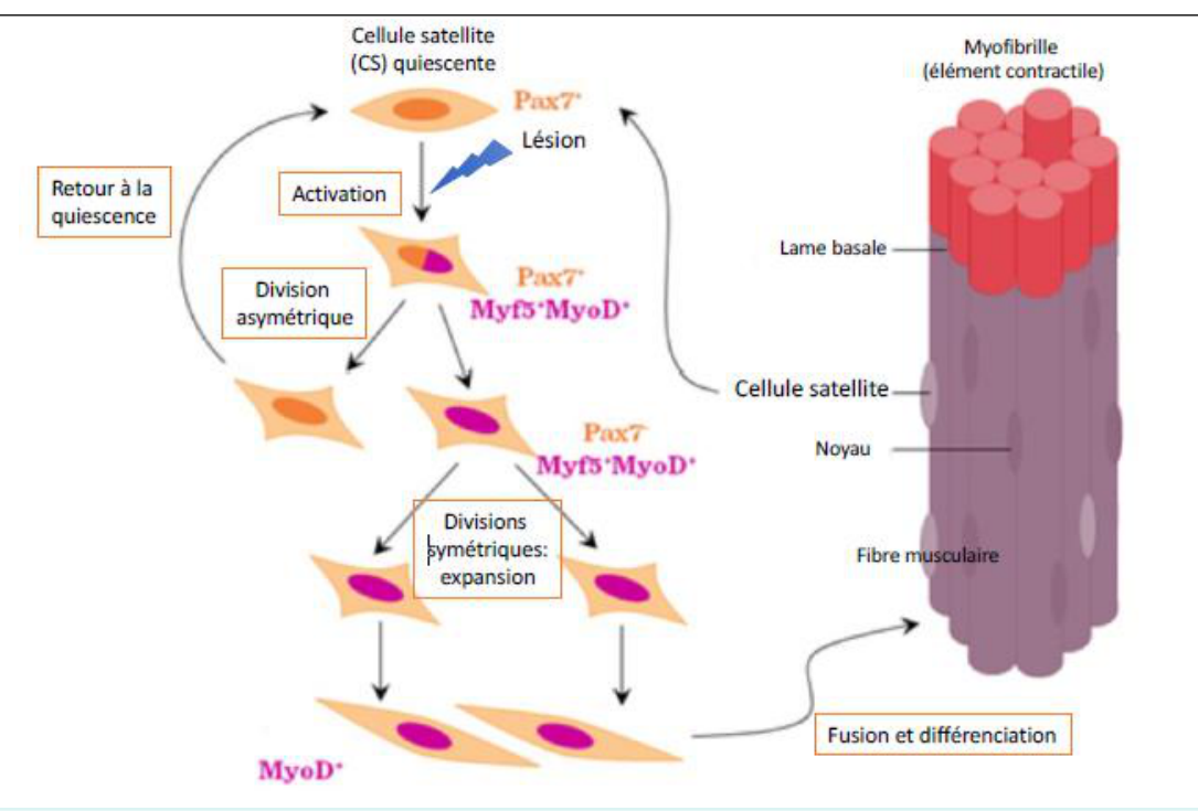 La cellule satellite