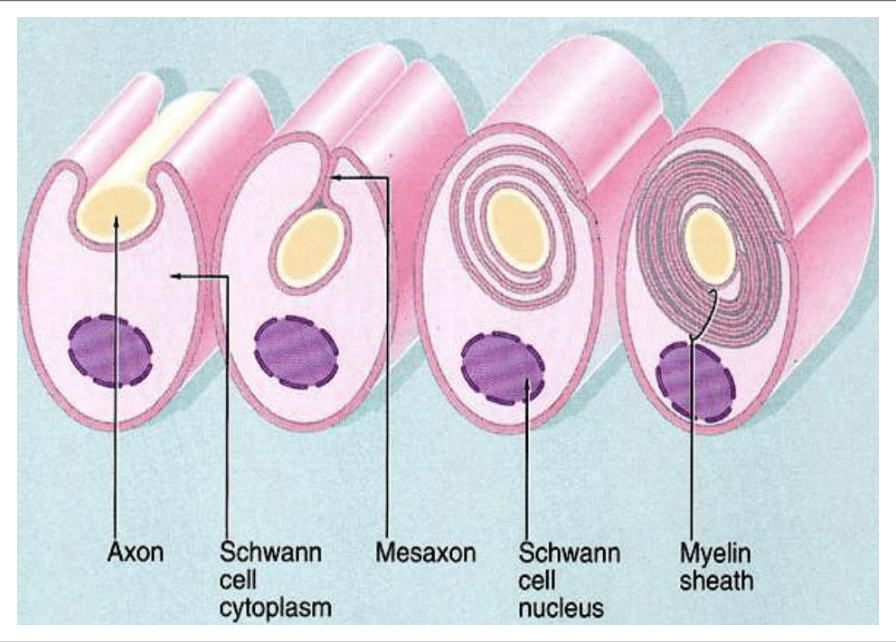 Cellule de Schwann enroulée autour d'un axone, avec mésaxone et gaine de myéline