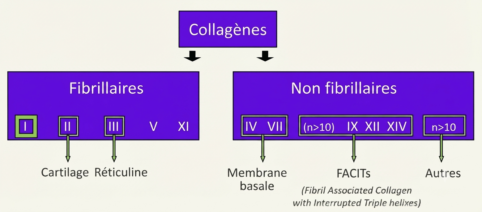 Classification des collagènes en types fibrillaires et non fibrillaires