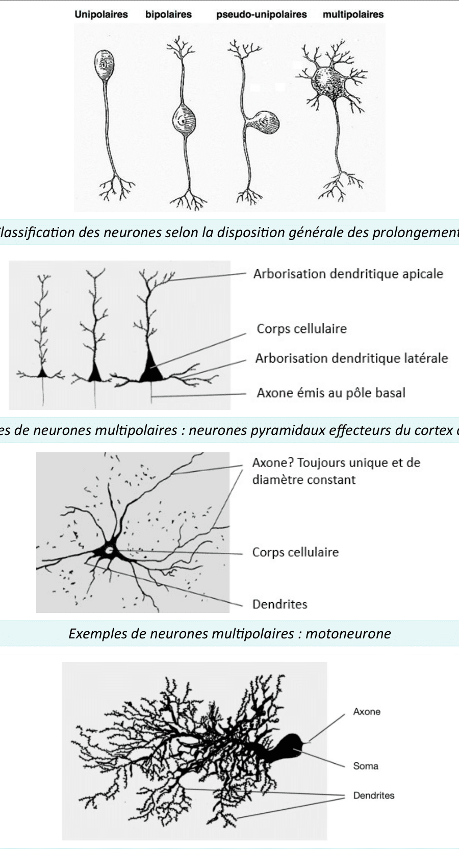 Classification des neurones selon leurs prolongements : unipolaire, bipolaire, pseudo-unipolaire et multipolaire